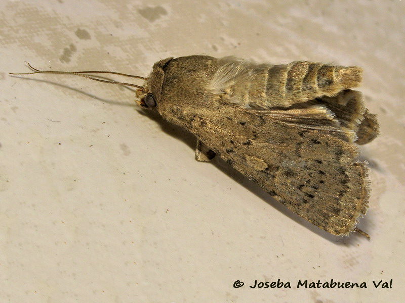 Rhyacia simulans - Noctuidae? S